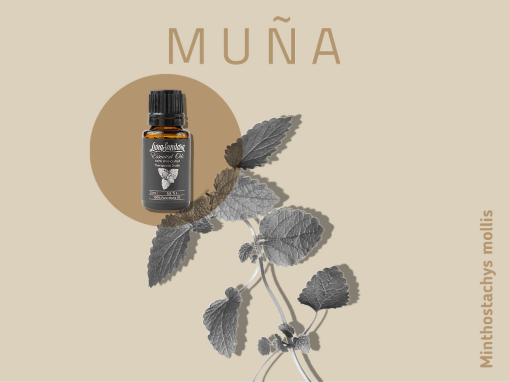 Five Things To Know About Muña, the Andean Mint