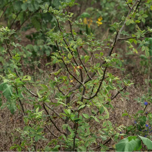 Palo_Ecuador - Luna Sundara