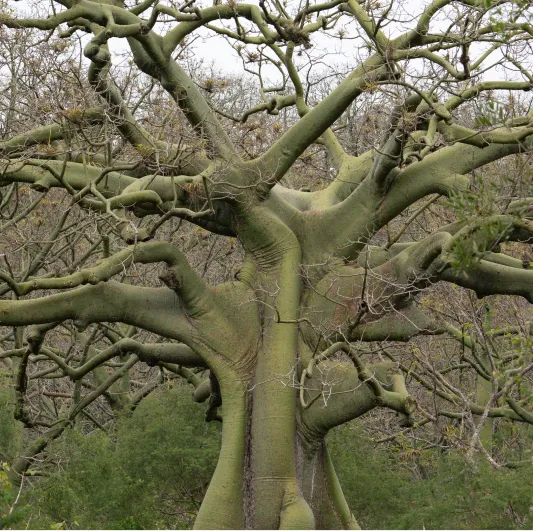 Palo_Peru - Luna Sundara