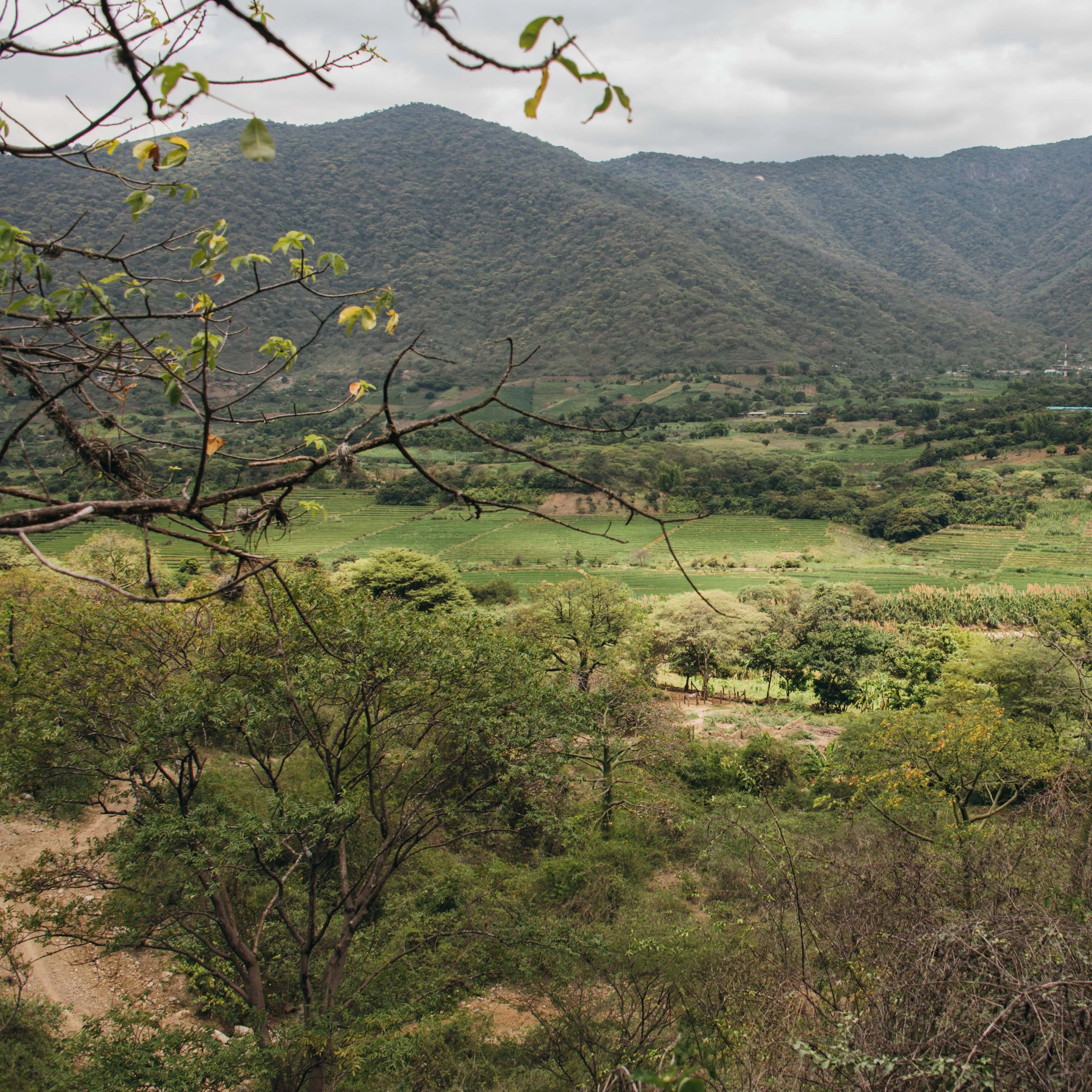 Palo_Santo_View_2ac5ab1b-a2db-4dc2-9723-18e8e90c4bd8 - Luna Sundara